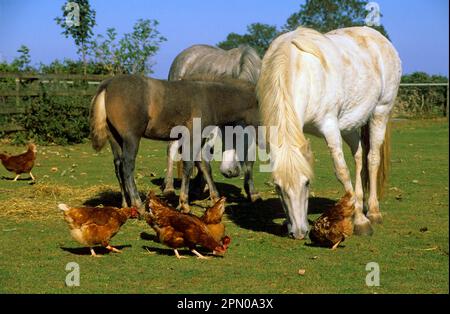 Cheval, poney, poneys d'Eriskay et poulains avec des poules en liberté dans le champ Banque D'Images