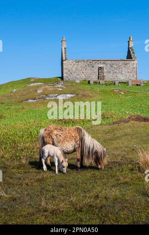 Cheval, Eriskay Pony, jument avec nouveau-né colt, paître dans l'habitat de la lande, avec la maison de crofter abandonnée en arrière-plan, Sud Uist, Hébrides extérieures Banque D'Images