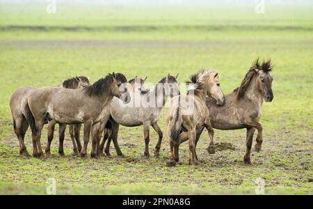 Étalons domestiques Konik (Equus caballus), combats, comportement dominant pendant la saison de reproduction, dans la réserve de terres humides Banque D'Images