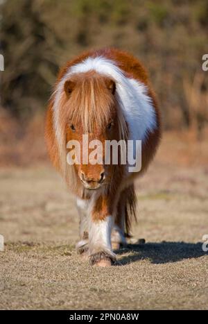 Poney Shetland, adulte, randonnée, New Forest, Hampshire, Angleterre, hiver Banque D'Images