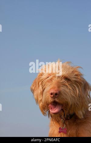 Chien domestique, hongrois Vizsla, variété à poil dur, juvénile, âgé d'un an, Gros plan de la tête, panting, Angleterre, Royaume-Uni Banque D'Images