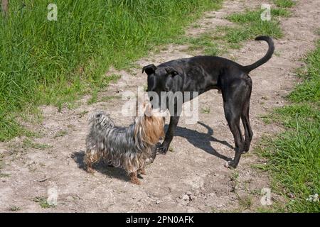 Chien domestique, Yorkshire terrier, adulte, rencontre de race mixte, debout sur le parfum, West Sussex, Angleterre, Royaume-Uni Banque D'Images