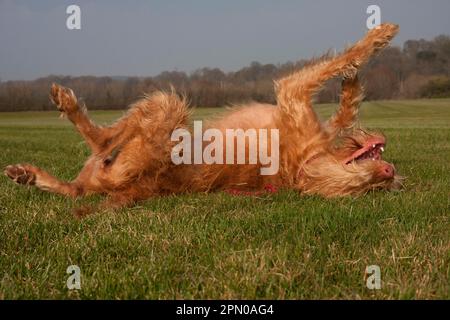 Chien domestique, hongrois Vizsla, variété à poil dur, juvénile, annuel, Rolling On back, Angleterre, Royaume-Uni Banque D'Images