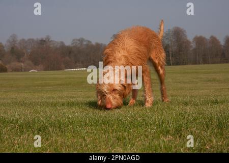 Chien domestique, hongrois Vizsla, variété à poil dur, juvénile, annuel, Sniffing place, debout sur l'herbe, Angleterre, Royaume-Uni Banque D'Images