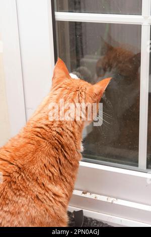 Chat domestique, tabby au gingembre, homme adulte, pattes à la porte, Angleterre, Royaume-Uni Banque D'Images