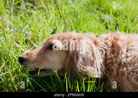 Chien domestique, cachshund miniature à poils longs, adulte, gros plan de la tête, grazer, Angleterre, Royaume-Uni Banque D'Images