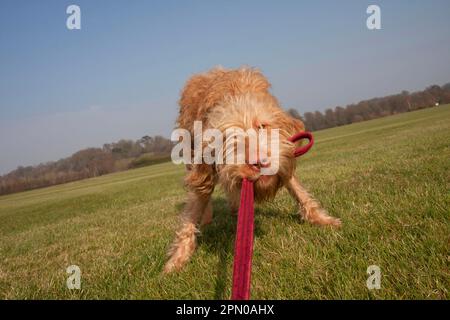 Chien domestique, Vizsla hongrois, variété à poil dur, juvénile, anyearling, Bouche tirant sur la laisse, Angleterre, Royaume-Uni Banque D'Images