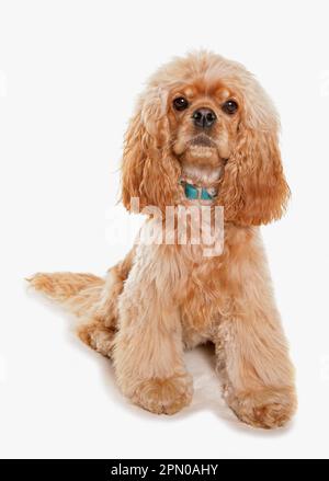 Chien domestique, américain Cocker Spaniel, mature, assis Banque D'Images