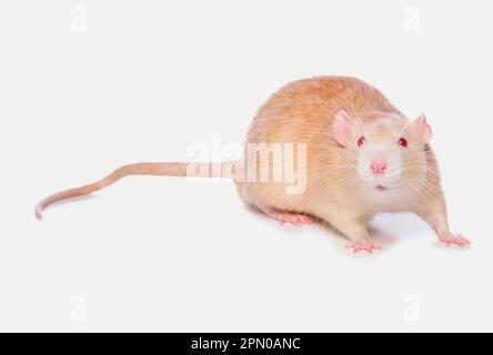 Rat domestique, Albino, adulte, debout Banque D'Images