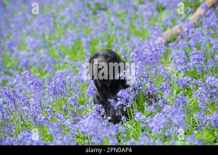 Chien domestique, Black Labrador Retriever, adulte, assis parmi la masse florale hyacinthoides non-scripta (Endymion non-scriptus) dans les bois, près Banque D'Images