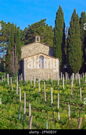 Vignobles, près de Radda in Chianti, Chianti, campagne toscane, province de Sienne, Toscane, Italie Banque D'Images