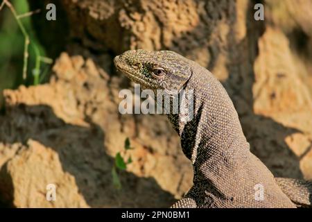 Moniteur Bengale bengale (Varanus bengalensis), portrait adulte, Parc national de Yala, Sri Lanka Banque D'Images