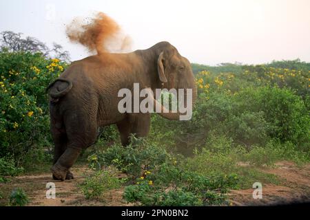 Éléphant sri lankais (Elepha maxima maxima), éléphant d'Asie, homme adulte, Sanbaden, parc national de Bundala, Sri Lanka Banque D'Images