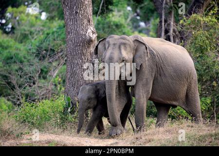 Éléphant sri lankais asiatique (Elepha maxima maxima), femme avec jeune, parc national de Yala, Sri Lanka Banque D'Images