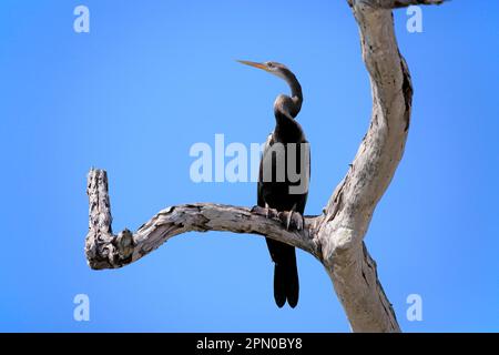 Inde darter oriental (Anhinga melanogaster), adulte en attente, Parc national de Bundala, Sri Lanka Banque D'Images