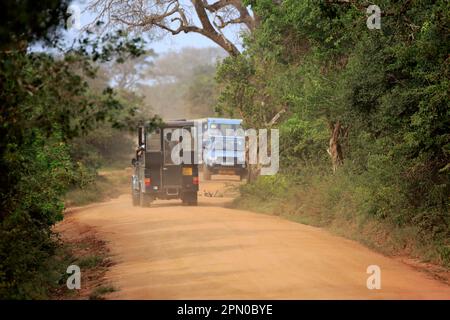 Véhicule safari, véhicule tout-terrain, jeu avec les touristes dans le parc national de Yala, parc national de Yala, Sri Lanka Banque D'Images