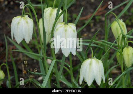 Fritlariary blanc, Fritlaria meleagris fleur 'Alba' Banque D'Images