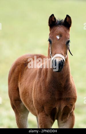 Cheval de race anglaise, cheval de race, poulain, Bade-Wurtemberg, Allemagne Banque D'Images