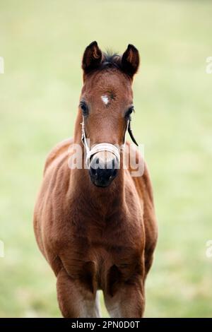 Cheval de race anglaise, cheval de race, poulain, Bade-Wurtemberg, Allemagne Banque D'Images