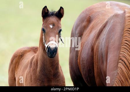 Cheval de race anglaise, cheval de race, poulain, Bade-Wurtemberg, Allemagne Banque D'Images