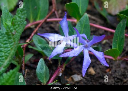 Herbacé Periwinkle, Vinca herbacea, Fleur, Periwinkle, Vinca Banque D'Images