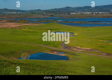 Scène pastorale de champs verts à Fairfield, Californie, espace ouvert sur un ciel clair jour pluvieux avec un pâturage très vert, une piscine vernale et Th Banque D'Images