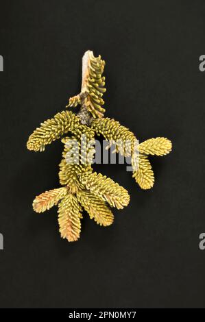 WA23356-00...WASHINGTON - détail d'une pointe de branche cassée d'un épicéa trouvé dans les montagnes Cascade. Banque D'Images