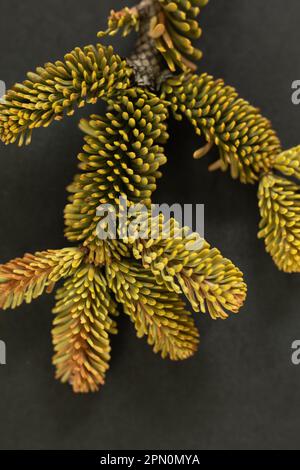 WA23357-00...WASHINGTON - gros plan d'une pointe de branche cassée d'un épicéa trouvé dans les montagnes Cascade. Banque D'Images