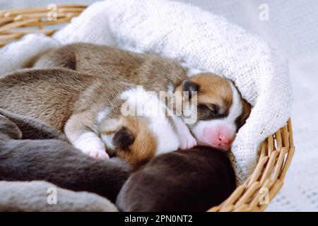 Petits chiots gallois de charme Corgi, accrotés les uns aux autres, dormant doucement dans un panier en osier. Émotions positives. Animaux de compagnie. Enfance. Maintenance et Banque D'Images