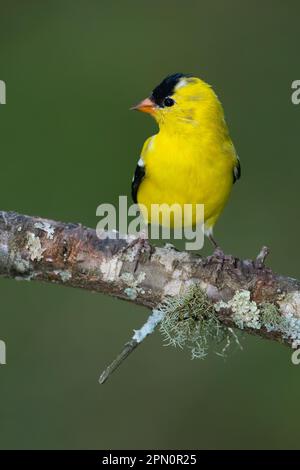 Chardonneret jaune Banque D'Images