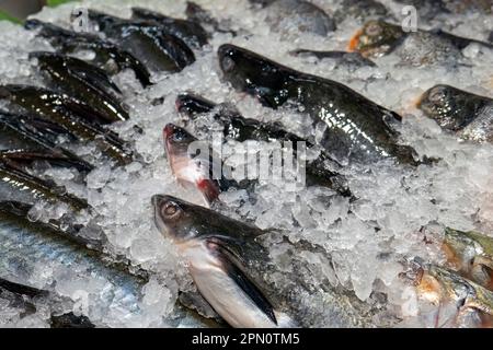 Poisson frais sur la glace dans le supermarché à Yogyakarta, Indonésie Banque D'Images