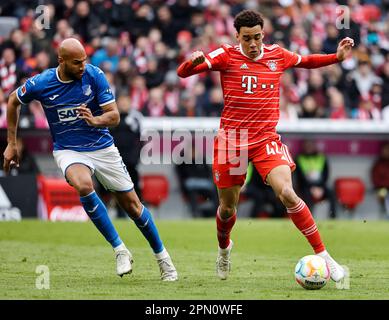 Munich, Allemagne. 15th avril 2023. Jamal Musiala (R) du Bayern Munich contrôle le ballon lors du match de football allemand de la première division Bundesliga entre le Bayern Munich et TSG Hoffenheim à Munich, Allemagne, 15 avril 2023. Credit: Philippe Ruiz/Xinhua/Alay Live News Banque D'Images