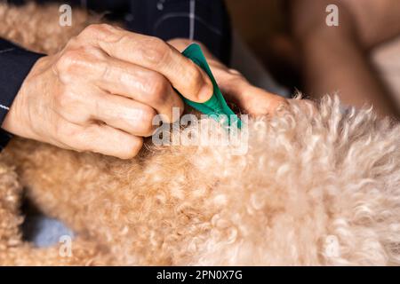 Gros plan de la personne appliquant des tiques, des poux et des acariens contrôlent la médecine sur le chien d'animal de compagnie à fourrure longue Banque D'Images