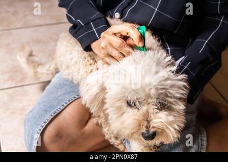 Gros plan de la personne appliquant des tiques, des poux et des acariens contrôlent la médecine sur le chien d'animal de compagnie à fourrure longue Banque D'Images