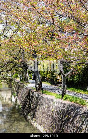 Kyoto Japon avril 2023, sentier de randonnée de philosophes au cours de la saison des cerisiers en fleurs, du nom des philosophes japonais et de la marche populaire pour les habitants Banque D'Images