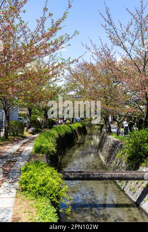 Kyoto Japon avril 2023, sentier de randonnée de philosophes au cours de la saison des cerisiers en fleurs, du nom des philosophes japonais et de la marche populaire pour les habitants Banque D'Images