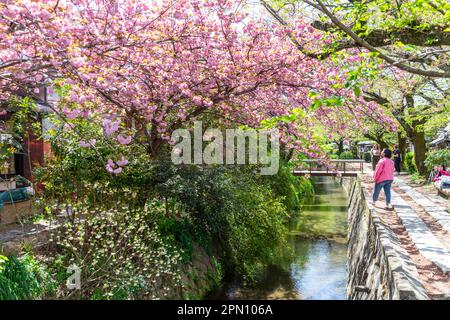 Kyoto Japon avril 2023, sentier de randonnée de philosophes au cours de la saison des cerisiers en fleurs, du nom des philosophes japonais et de la marche populaire pour les habitants Banque D'Images