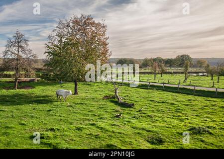 Photo d'un champ d'herbe hollandais typique avec une vache, blanc avec des cornes, debout, pâturage et manger de l'herbe dans la province de limbourg, aux pays-bas Banque D'Images