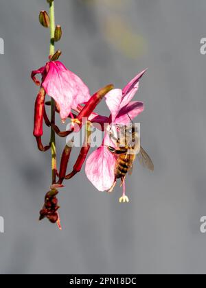 Une abeille sur une fleur de papillon de Whirling rose dans un jardin de chalet australien, Macro Banque D'Images