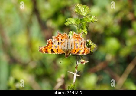 Comma (album Polygonia c), famille Nymphalidae sur une branche avec fleur d'une groseille à goosère ou d'une groseberry européenne (Ribes uva-crispa). Arbustes décolorés, printemps, Banque D'Images