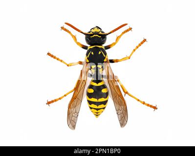 Vue de dessus d'une guêpe européenne, Vespinae isolé sur fond blanc, studio macro-photographie d'une guêpe Banque D'Images