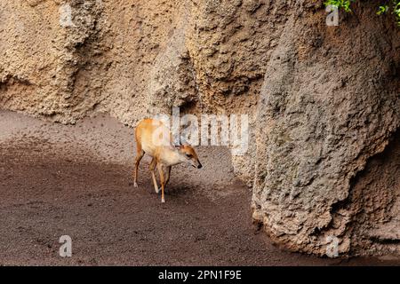 Jeunes ongos de l'est - Tragelaphus eurycerus - une forêt nocturne herviveuse Ungulate avec un manteau rougeâtre-brun et des cornes spiralées. Banque D'Images