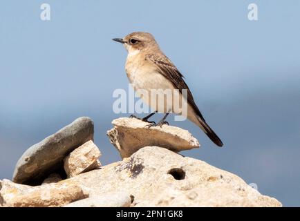 Femelle de l'est de Wheatear à oreilles noires, (Oenanthe melanoluca). Paphos, Chypre Banque D'Images