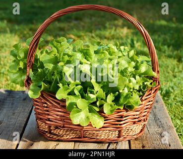 Chêne vert, laitue iceberg, laitue feuille verte. Salade, feuilles de légumes hydroponiques dans le panier. Plantes fraîches biologiques cultivées dans une mini ferme Banque D'Images