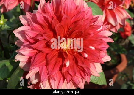 Rouge lave (décoratif) dahlia du cultivar 'Berliner Kleene' : (pix Sanjiv Shukla) Banque D'Images