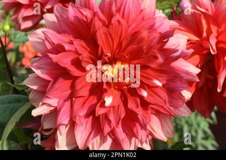 Rouge lave (décoratif) dahlia du cultivar 'Berliner Kleene' : (pix Sanjiv Shukla) Banque D'Images