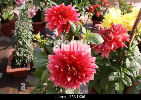 Rouge lave (décoratif) dahlia du cultivar 'Berliner Kleene' : (pix Sanjiv Shukla) Banque D'Images