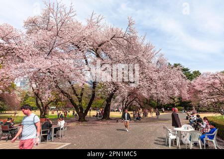 Tokyo Japon avril 2023 cerisiers en fleurs fleurir les habitants et les visiteurs à Shinjuku Gyoen parc d'observation ( hanami) les cerisiers en fleurs,Japon,Asie Banque D'Images