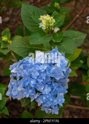 Vue rapprochée de la grappe colorée bleue et blanche de fleurs d'hortensia macrophylla en plein air dans le jardin Banque D'Images