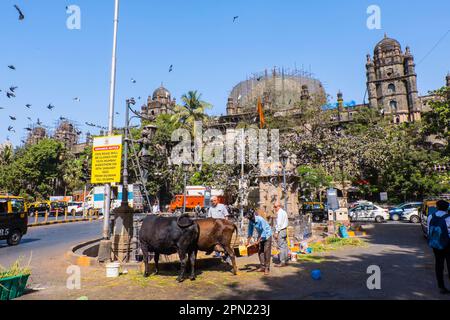 Vaches, devant la gare de CSMT, Mumbai, Inde Banque D'Images